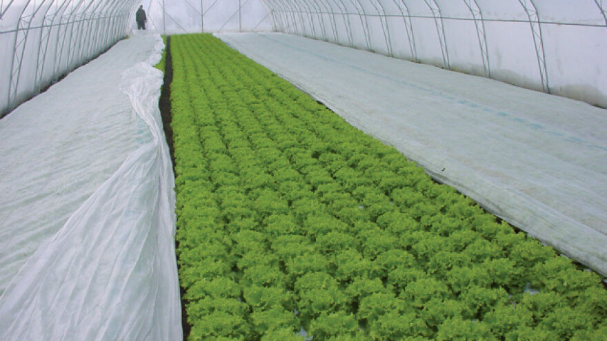 Zaštitite povrće agrotekstilom