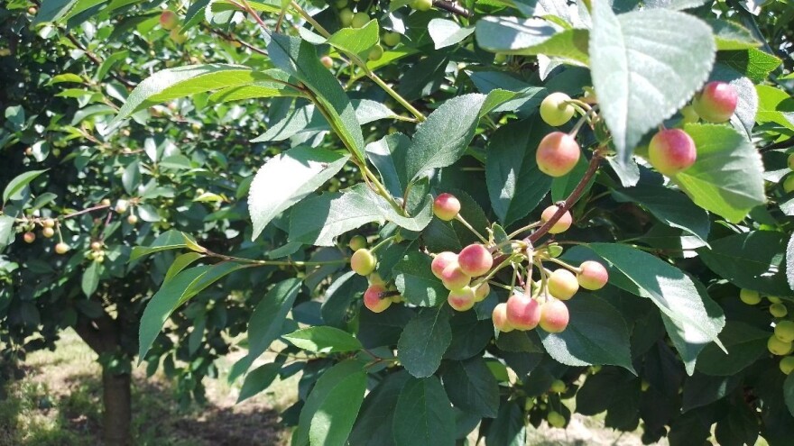 Berba višanja: Zbog specifične godine urod manji, ali kvaliteta odlična