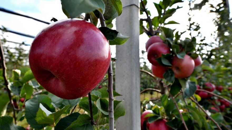 Agrounija pokreće izvoz jabuka za Indiju