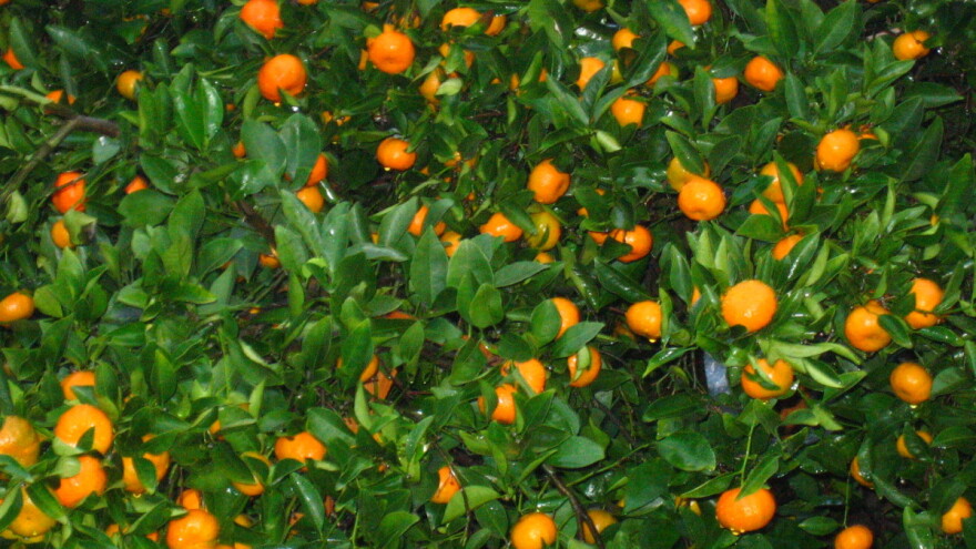 Albanija među vodećim europskim proizvođačima agruma i ljekovitog bilja