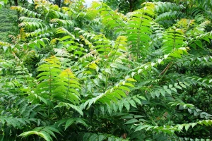 Kreće uklanjanje invazivne strane vrste stabala Ailanthus altissima - pajasen