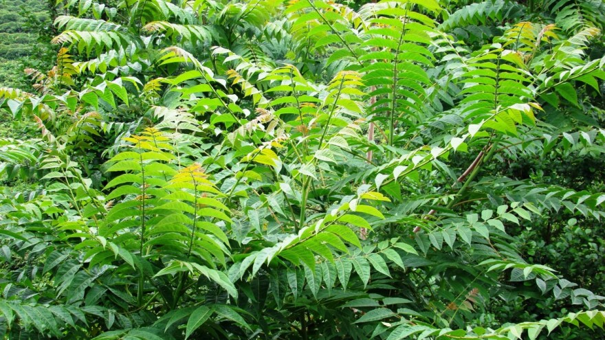 Kreće uklanjanje invazivne strane vrste stabala Ailanthus altissima - pajasen