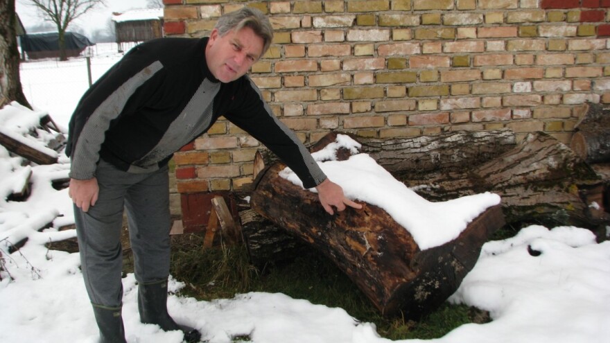 Potkornjaci masovno uništavaju stabla oraha