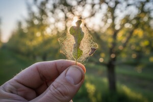 Akaricidom protiv crvenog voćnog pauka