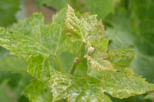 Bayer savjeti za vinogradare 25.4.-1.5.2016.