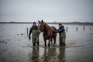 Akcija spašavanja kobile u Odranskom polju