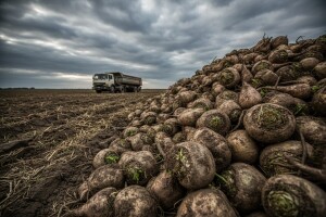 Ako ne ukine zabranu izvoza repe, Srbija neće biti partner Viroexpa