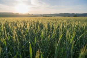 Ako se ispravno tretira, prinos pšenice trebao bi biti dobar