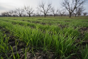 Ako siječanj nije u snijegu, teško dolu i brijegu
