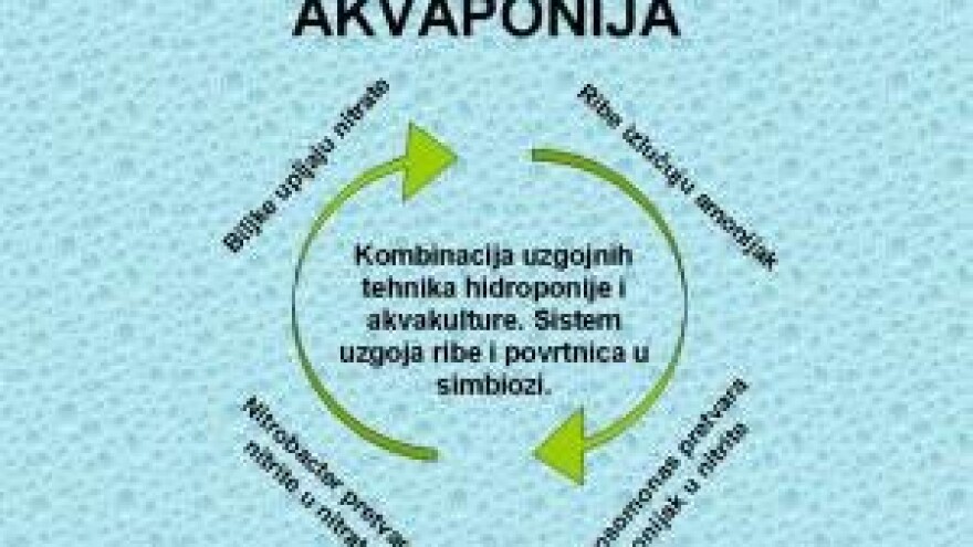 Akvaponija - osnovni principi