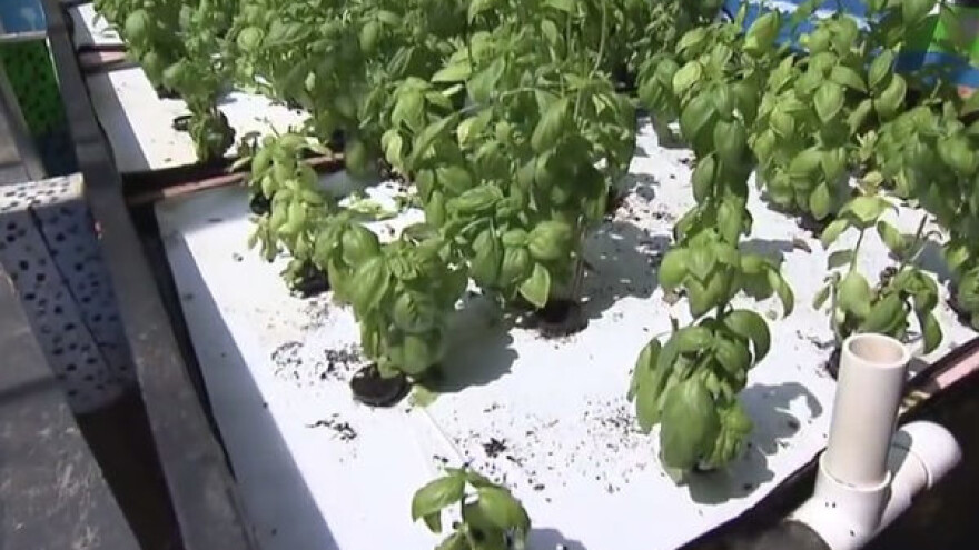 Akvaponika - novi pomak u proizvodnji biljaka i ribe