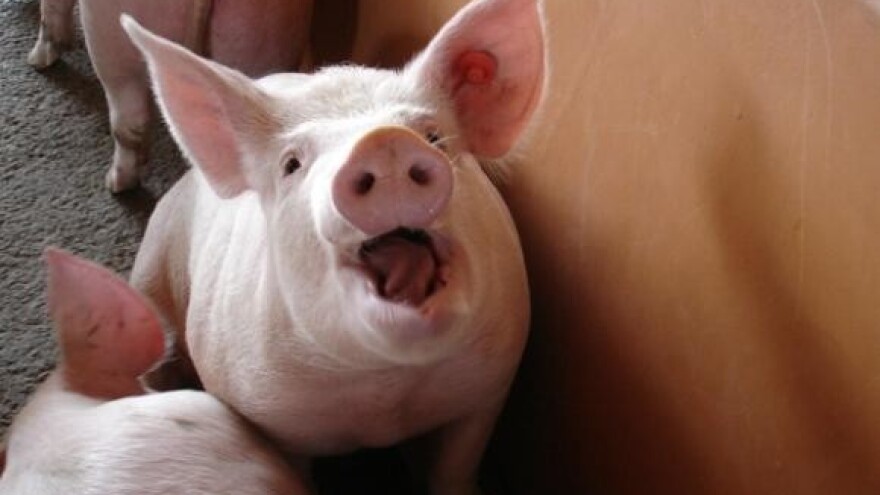 Bez kupca 30.000 svinja