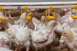 Alarm u Evropi: Bakterije iz hrane sve otpornije na antibiotike
