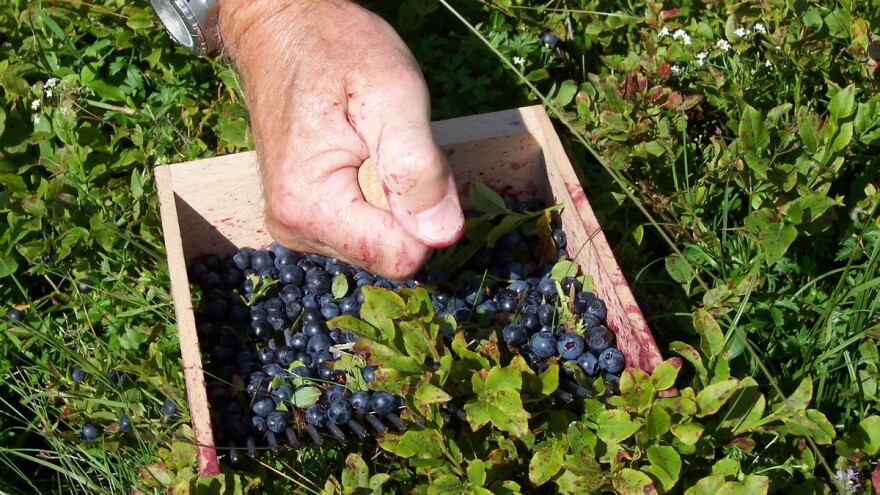 Što je novo u svijetu vrtlarskog alata?