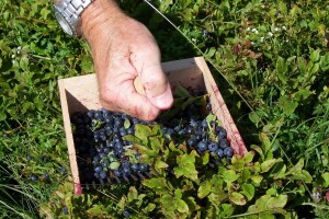 Čuvari šuma "love" nesavjesne berače borovnica - kazne za korištenje grebena