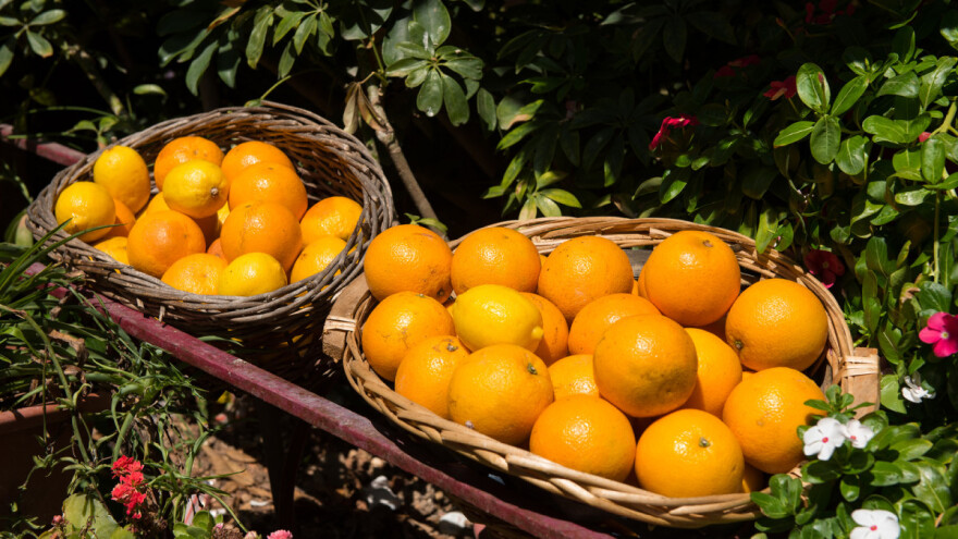 Albanija među vodećim evropskim proizvođačima agruma i ljekovitog bilja