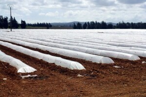 Albanija je evropsko tajno blago, država poljoprivrednicima podigla 1.000 ha plastenika