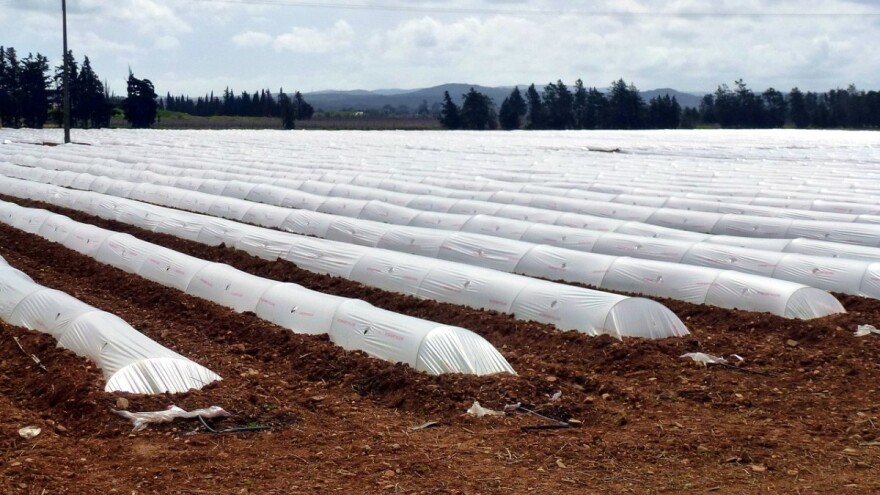 Albanija je evropsko tajno blago, država poljoprivrednicima podigla 1.000 ha plastenika