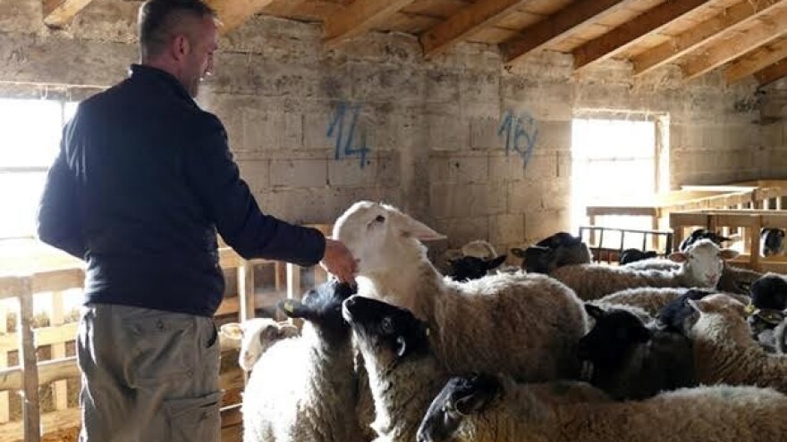 Magistar vjeran tradiciji vlašićkog stočarstva