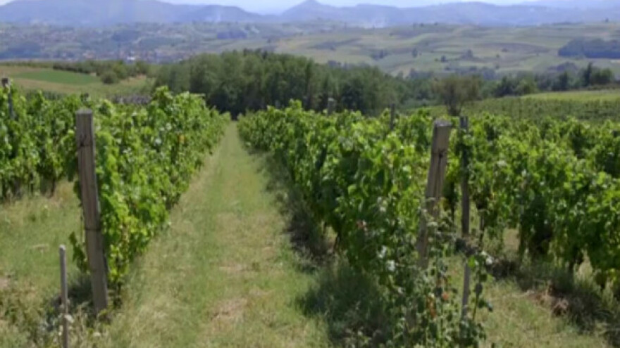 Lošu vinarsku godinu spasila agrotehnika