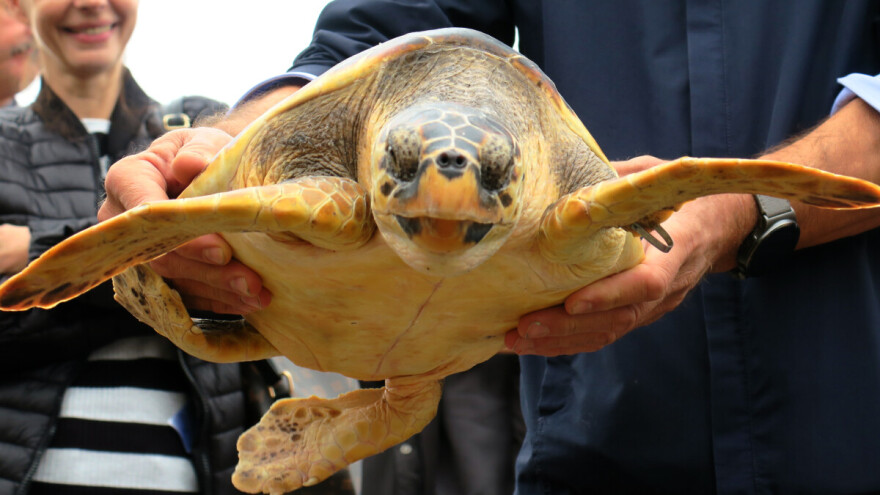 Morske kornjače Čiko, Maya i Alen nakon rehabilitacije vraćene kući