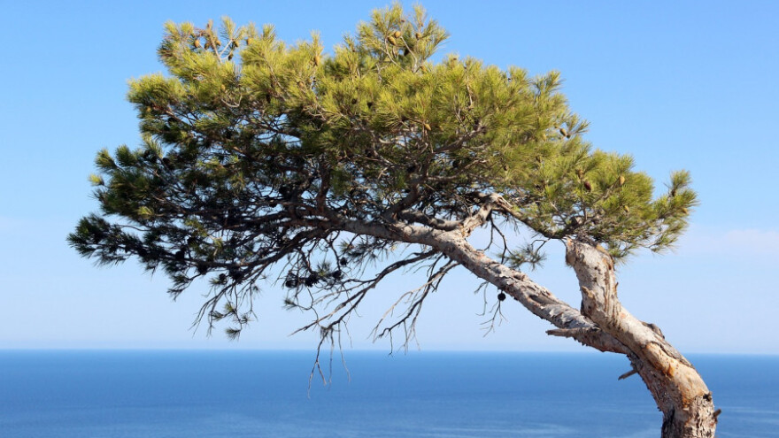 Alepski bor se izvrsno pomlađuje nakon požara