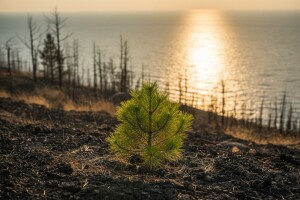 Alepski bor na osuđeničkoj klupi