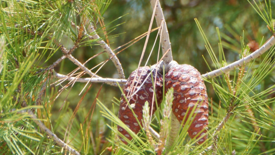 Alepski bor (opet) dežurni krivac za požare