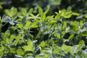 Agrotehnika proizvodnje lucerne - kako iskoristiti velike mogućnosti krmne kulture