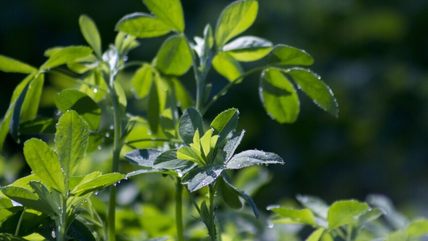 Koja je dobra zemlja za lucerku i kako je treba nađubriti?