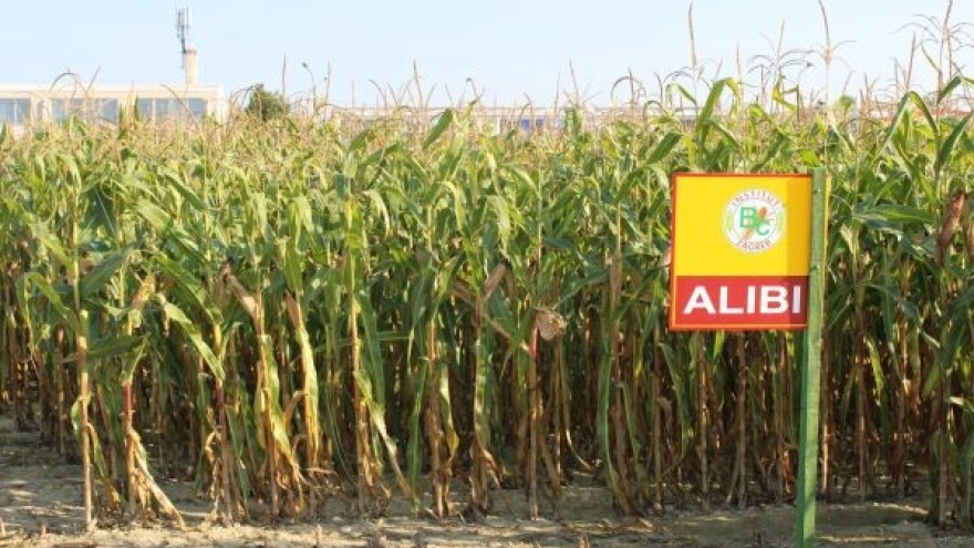 U ponudi su novi Bc hibridi kukuruza!