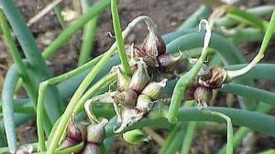 Mjere u zaštiti proljetnog luka