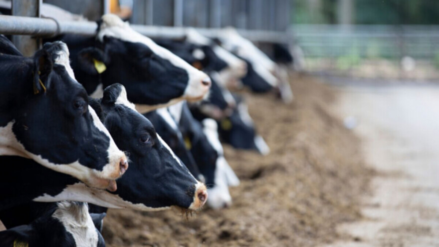 Kako učinkovito smanjiti djelovanje mikotoksina na mliječnim farmama