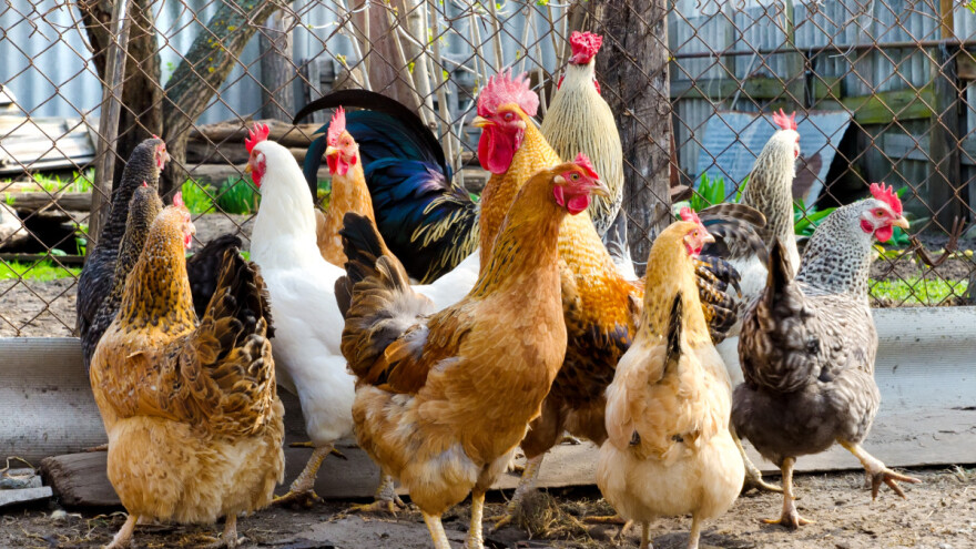 Kako kod peradi spriječiti ptičju gripu i njezino širenje?