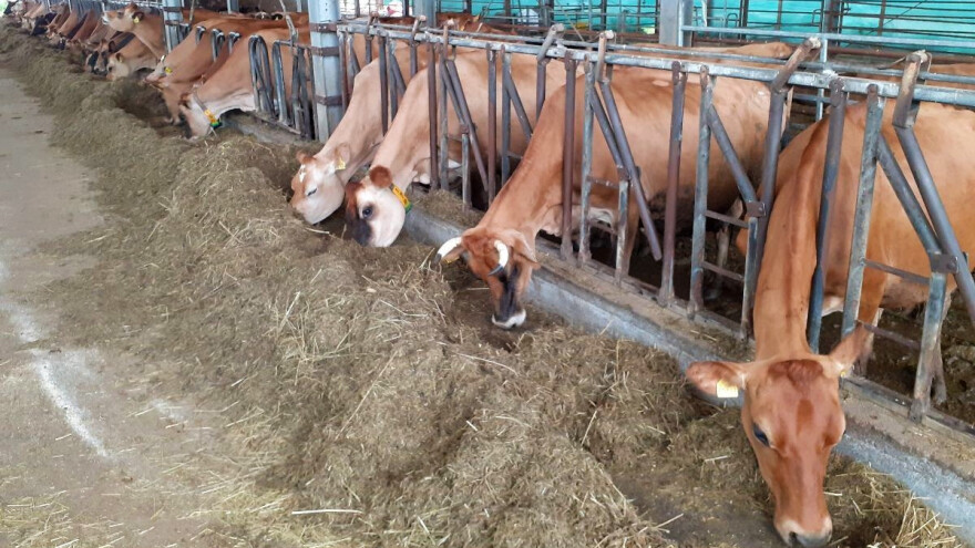 Pokvarena silaža je izgubljeni novac, kako to spriječiti?