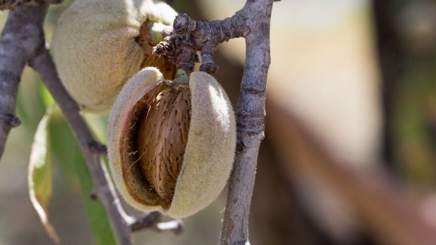 Mljekari se okrenuli bademu i proizvodnji bademovog mlijeka