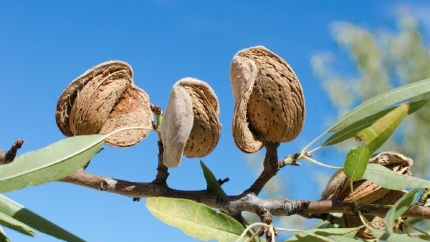 Kako pravilno uzgojiti bajam?