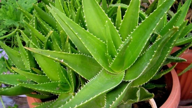 Aloe vera - "blistajui" primjerak iz pustinja na naim prozorima - Ukrasno  i ljekovito bilje | Agroklub.com