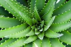 Razmnožavanje Aloe