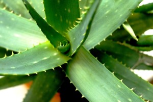 Aloe vera - blistajući primjerak iz pustinja na našim prozorima
