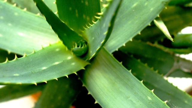 Aloe vera - blistajui primjerak iz pustinja na naim prozorima - Ukrasno i  ljekovito bilje | Agroklub.ba