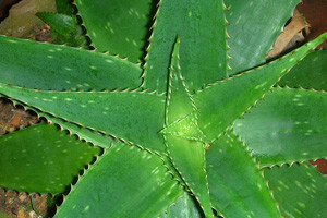Aloja vera