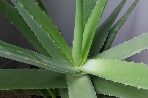 Ljekovita aloe vera se može koristiti u uzgoju i zaštiti bilja