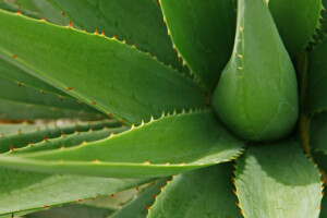 Aloe vera - ukrasna biljka ili drevni  lijek?