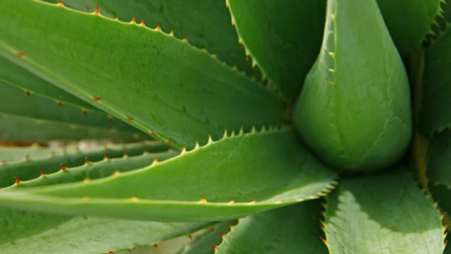 is aloe vera a moisturiser Curaloe All Purpose Aloe Vera Cream Ultra Skin Repair