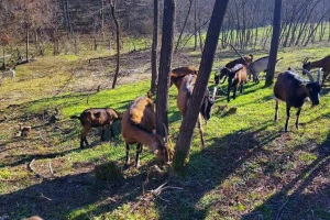 Alpska koza cenjenija od autohtone