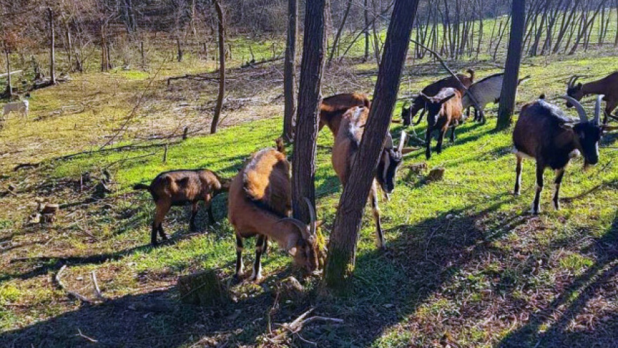 Alpska koza cenjenija od autohtone