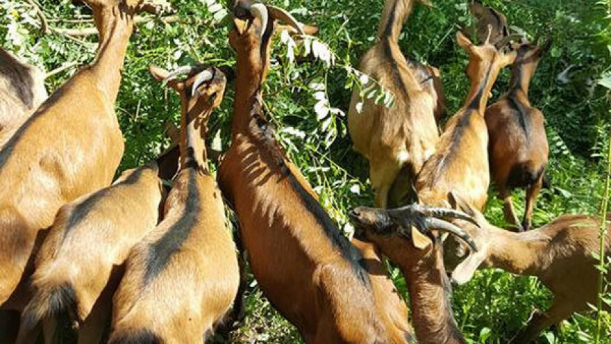 Siniša i Živana Kljajić i doktoriraju i uzgajaju koze