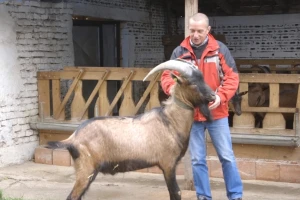 Kozarstvo odabrati samo uz osigurano tržište