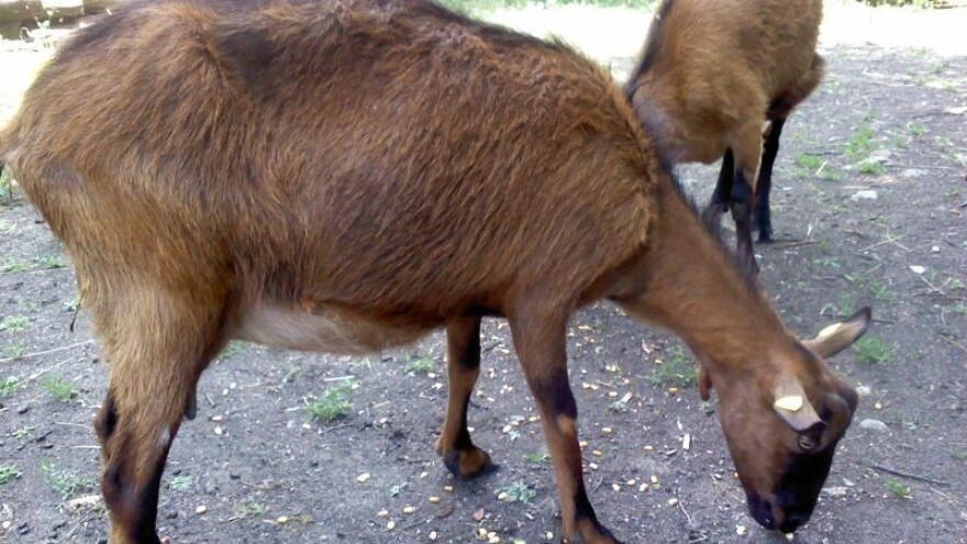 Alpska koza sve popularnija rasa u Srbiji